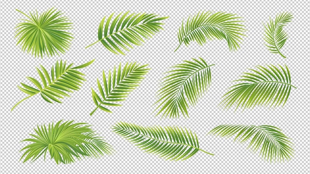 PSD tropical palm leaves vector set isolated on transparent background