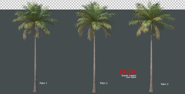 Various types of palm trees