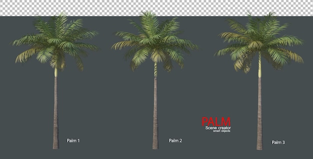 Various types of palm trees