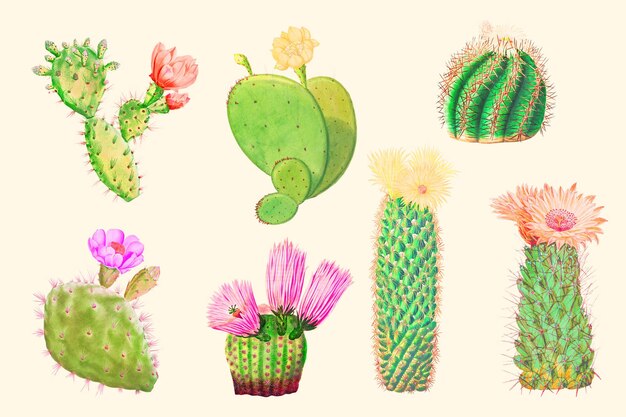 PSD vintage cactus collection cutout botanical illustration for scrapbook and collage