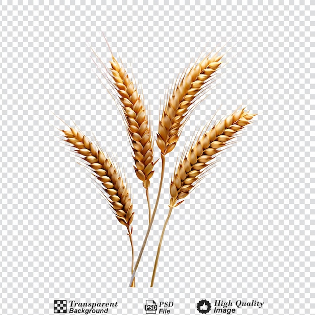 wheat grains isolated on transparent background