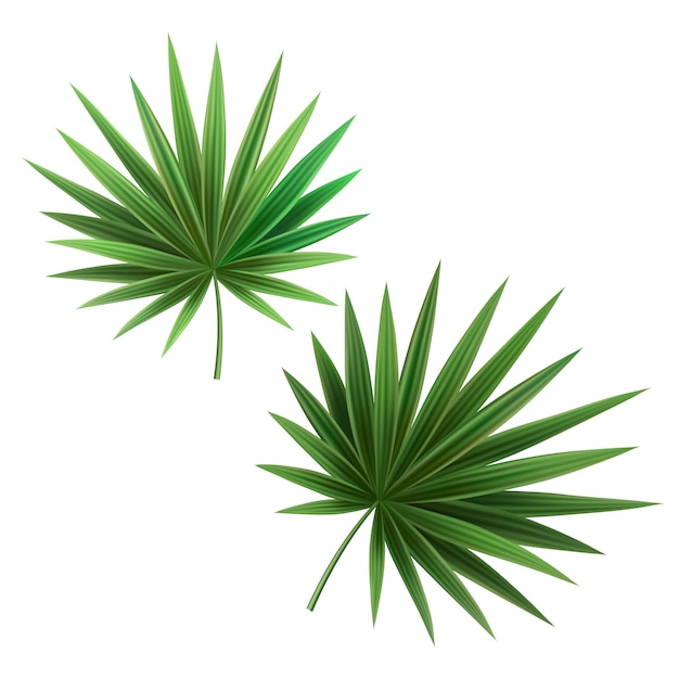 3d realistic illustration. Palm leaves isolated on white background.