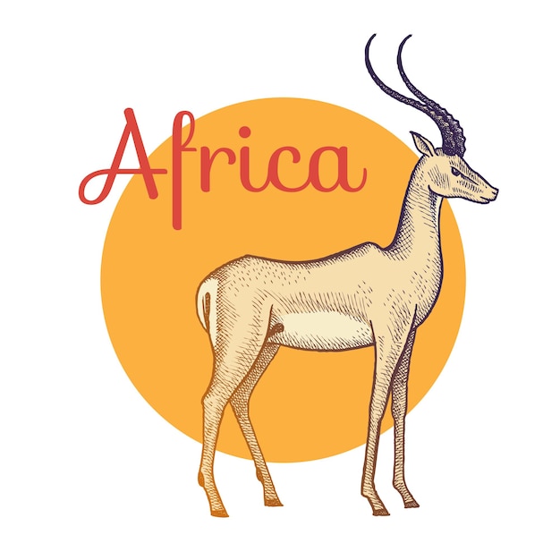 African animals antelope