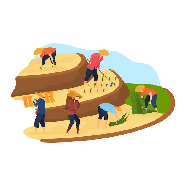 Agriculture harvest work at rice field farmer at nature vector illustration Asian people farming plant cartoon rural agricultural paddy