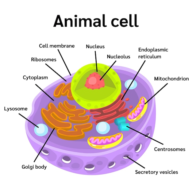 animal cell anatomy in vector