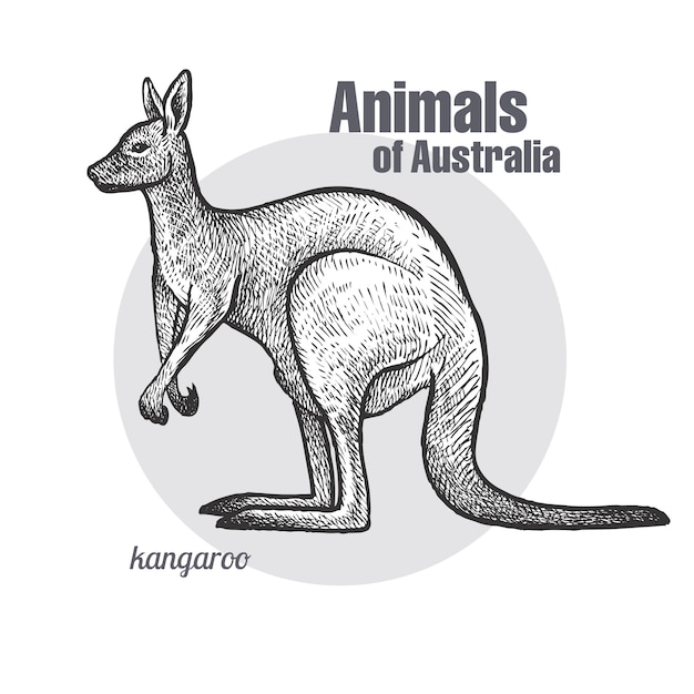 Animals of Australia Kangaroo.