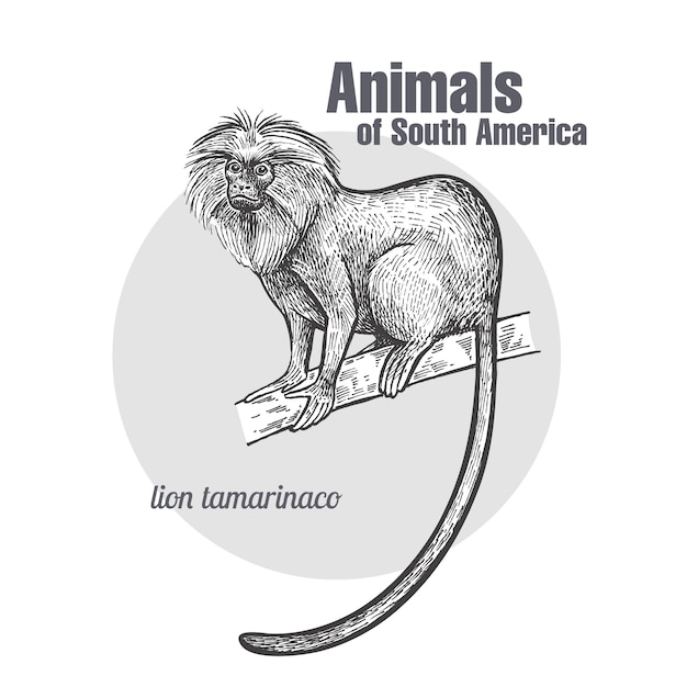 Animals of South America Lion tamarin.