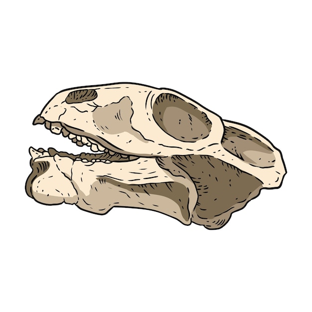 Anomodont Ulemica Invisa fossilized skull hand drawn image. Paleontology bones fossil illustration drawing. Vector stock outline silhouette