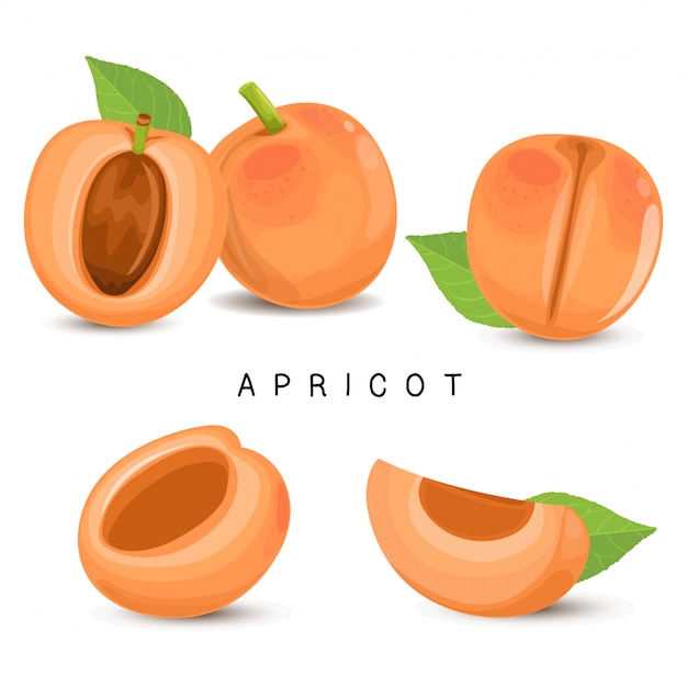 Apricot Fruit Fresh