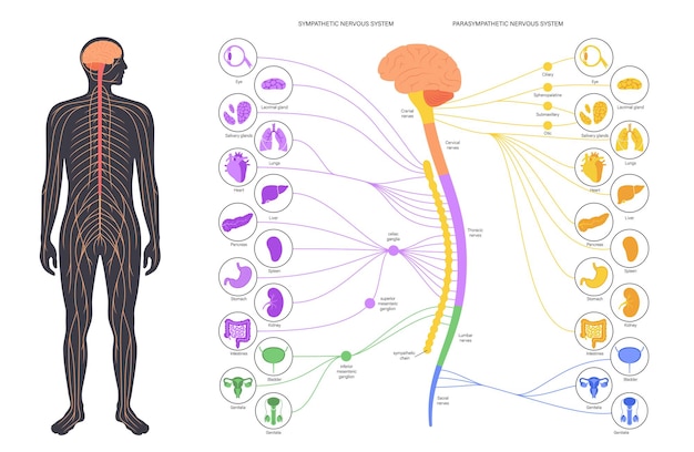 Autonomic nervous system