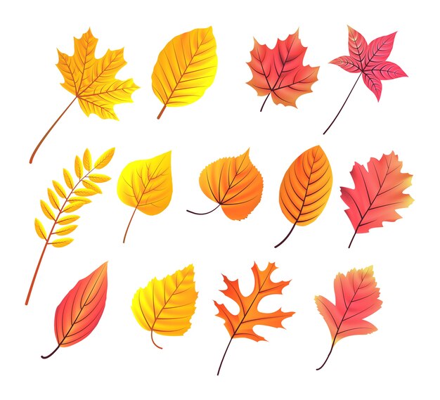 Vector autum leaves collection 