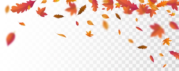 Vector autumn falling leaves background  vector template.