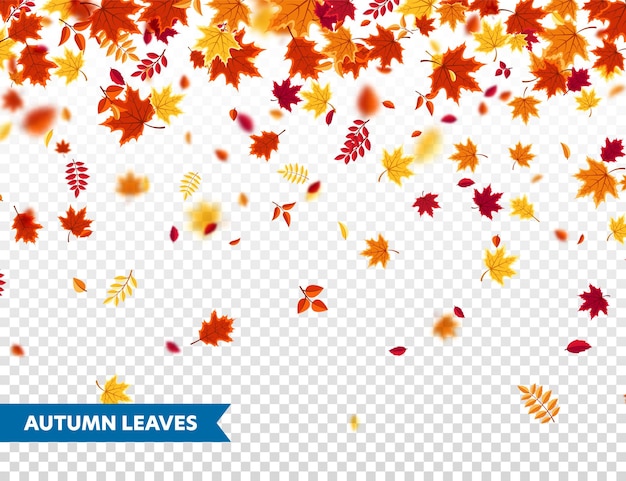 Vector autumn falling leaves nature background with red orange yellow foliage flying leaf season sale