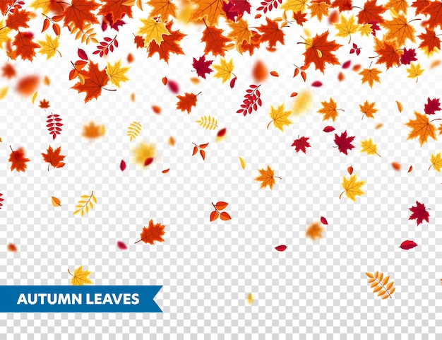 Autumn falling leaves nature background with red orange yellow foliage flying leaf season sale