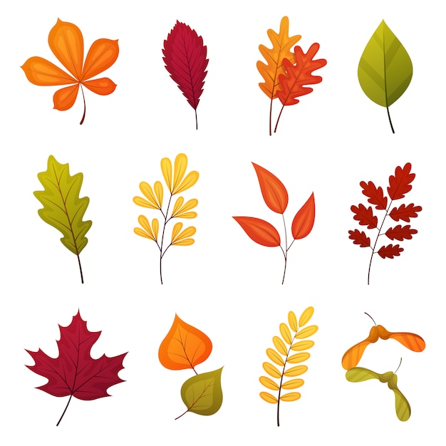 Autumn leaf set including oak, maple, birch, rowan and other leaves. Vector cartoon elements isolated