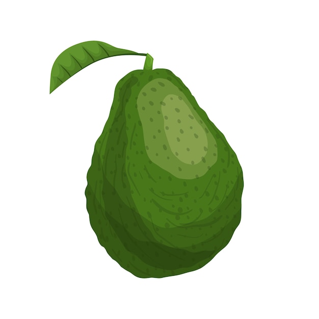 Avocado food cartoon vector illustration