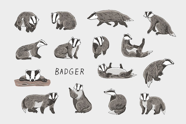 Vector badger forest animal vector illustrations set