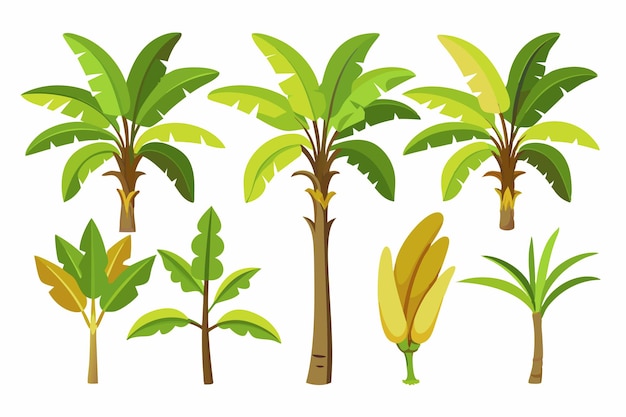 Vector banana tree color art capturing the beauty of a lush tree