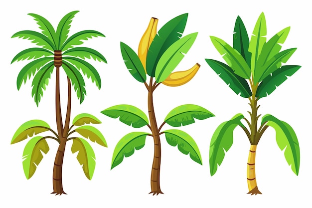 Vector banana tree color art detailed renderings of a flourishing banana tree