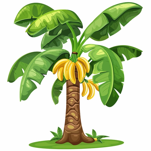 Vector a banana tree with bananas on it and a drawing of a banana