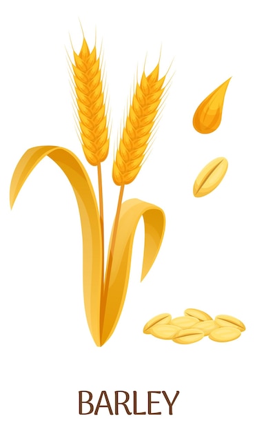 Barley crop Cartoon farm plant Botanical illustration