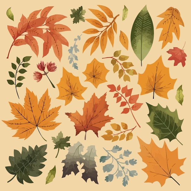 Vector beautiful maple autumn leaves isolated illustration