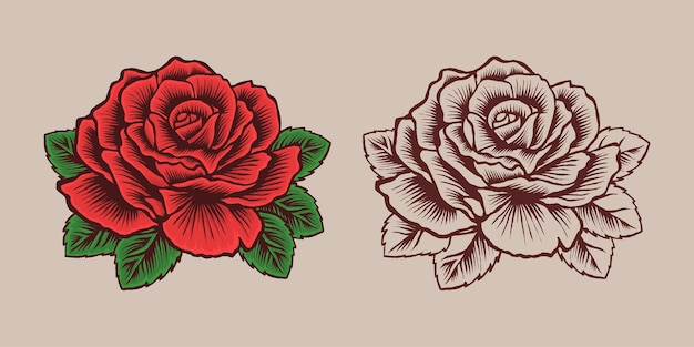 beautiful red rose flower illustration