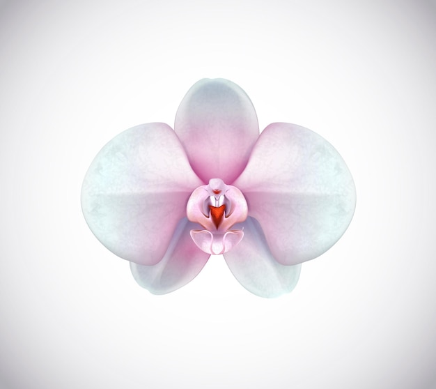 Beautiful white and pink Orchid flower closeup isolated on background