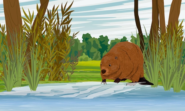 Vector a beaver walks along the shore of the lake meadow with lush green grass bushes and tall trees