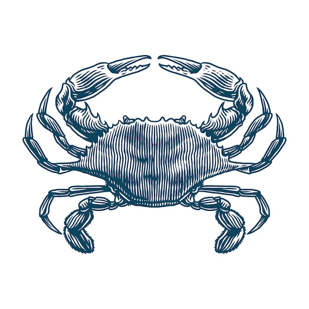 Blue crab engraving illustration