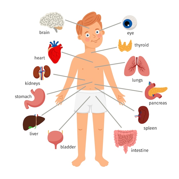 Boy body internal organs. Medical human anatomy for children, cartoon child organ set, cute kid viscera systems diagram isolated on white background, vector illustration