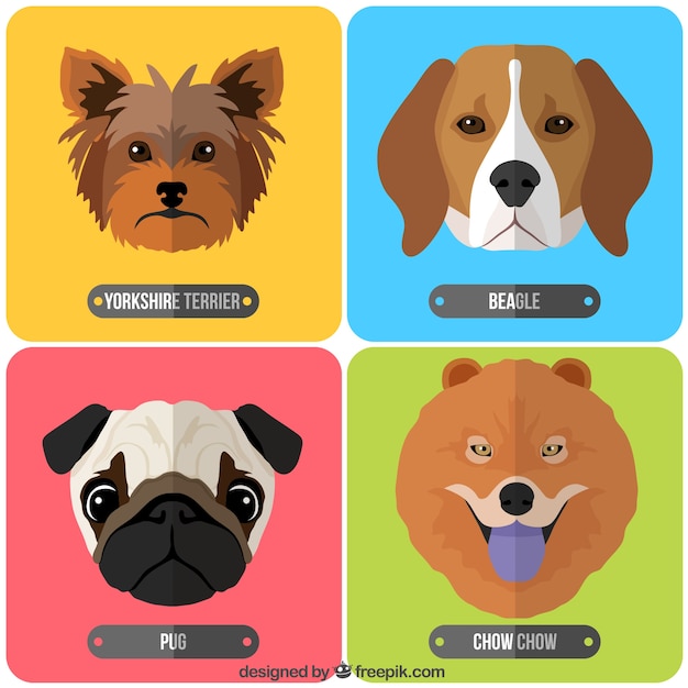 Vector breeds of dogs collection