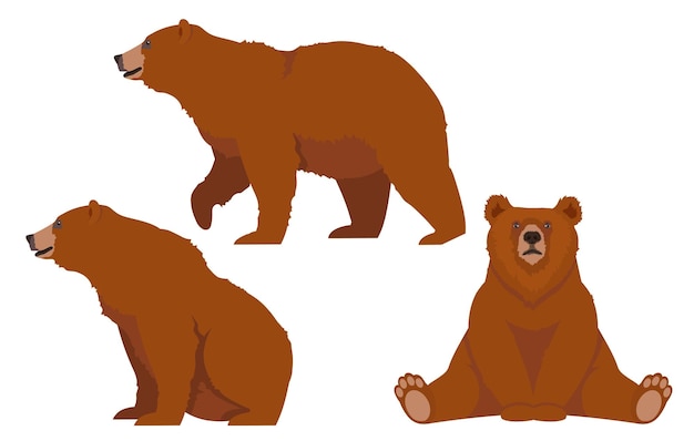 Vector brown bear set