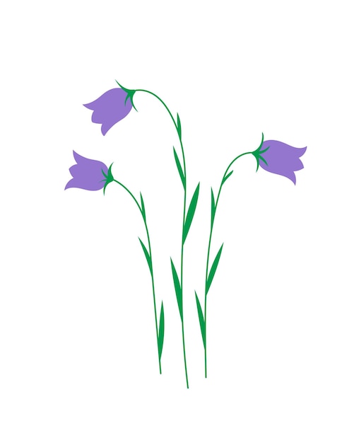 Campanula bellflowers plant illustration on white background