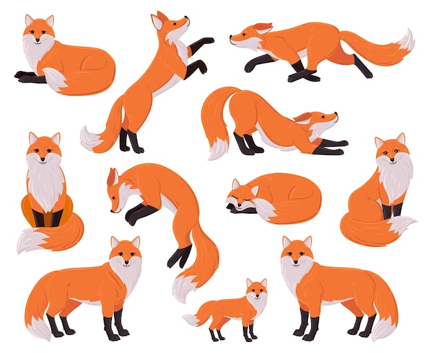 Vector cartoon foxes, forest red cute fox character. woodland animal, forest wildlife predator sleeping, running, jumping vector illustration set. funny red fox mascot