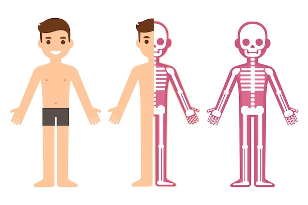 Cartoon male skeleton cross section anatomy chart Simple flat vector illustration