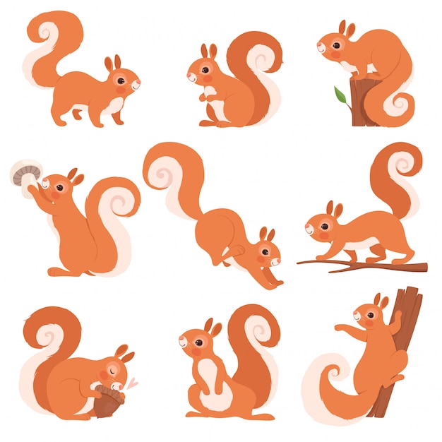 Cartoon squirrel. Funny forest wild animals running standing and jumping squirrel clip art collection