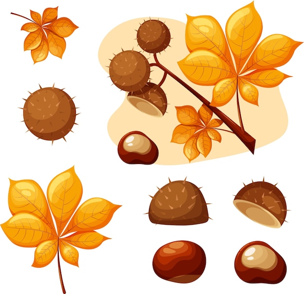 Chestnut set with leaves