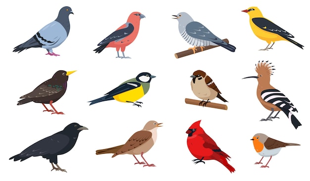 City and wild forest birds collection in different poses