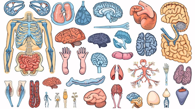 a collage of different types of brain and brain