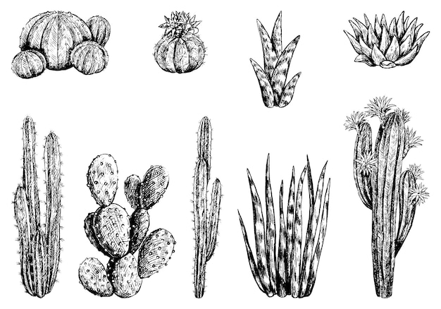 Collection of different cacti. Set of desert plants. Hand drawn vector illustration. Vintage botanical sketches isolated on white. Decorative engraving elements for design.