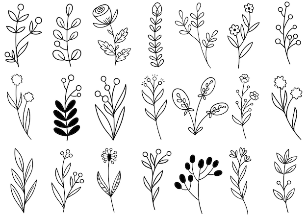 Collection forest fern eucalyptus art foliage natural leaves herbs in line style. Decorative beauty elegant illustration for design hand drawn flower