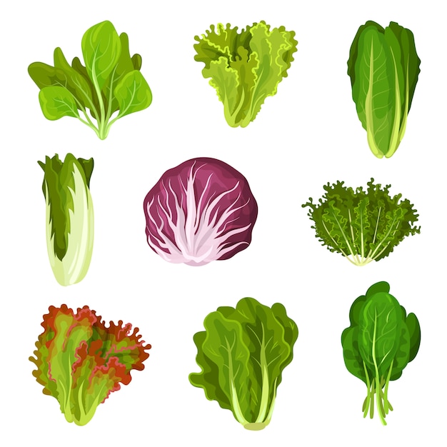 Collection of fresh salad leaves, radicchio, lettuce, romaine, kale, collard, sorrel, spinach, mizuna, healthy organic vegetarian food  Illustration