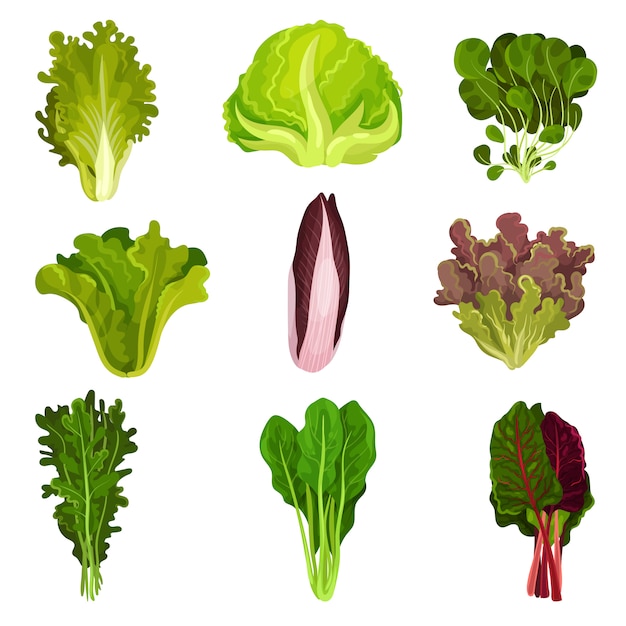 Collection of fresh salad leaves, radicchio, lettuce, spinach, arugula, rucola, mache, watercress, iceberg, collard, healthy organic vegetarian food  Illustration