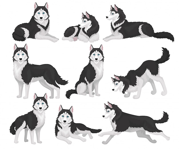 Collection of Siberian Husky in various poses, white and black purebred dog animal with blue eyes  Illustration on a white background