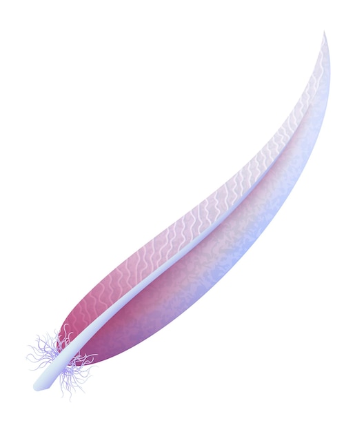 Vector colorful feather. curved pastel quill in cartoon style isolated on white background