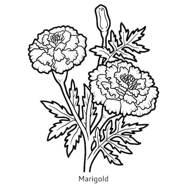 Coloring book for children, flower Marigold