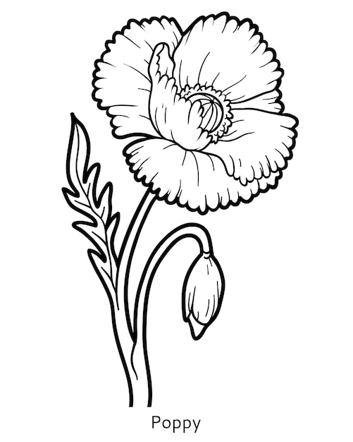 Coloring book for children, flower Poppy