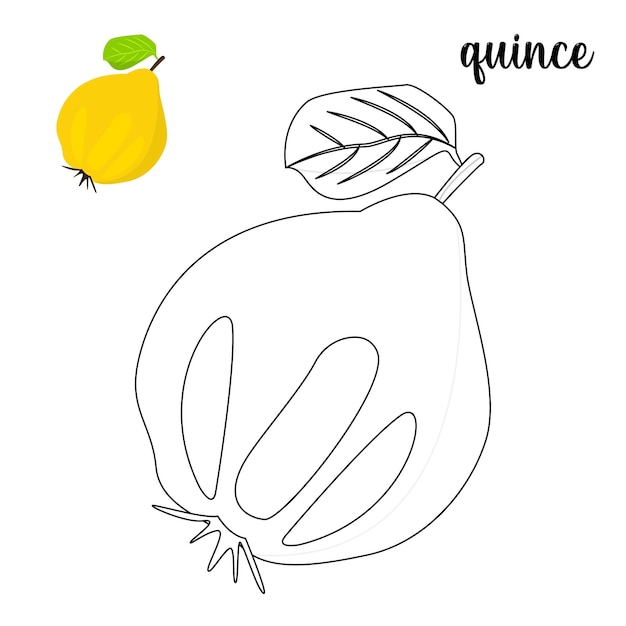 Coloring page for kids, Quince coloring page