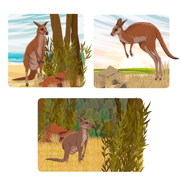 Vector composition set with australian big red kangaroo endemic species of australia